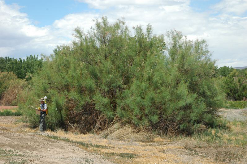 Tamarisk, or Salt Cedar, is a major problem in the Southwest