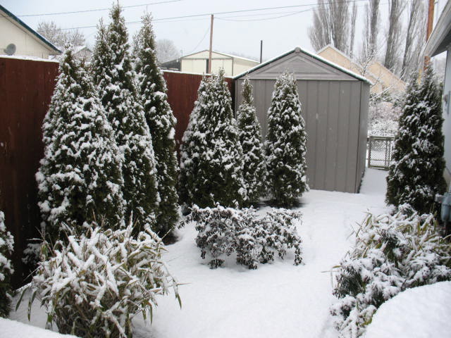 philomath_snow13.jp