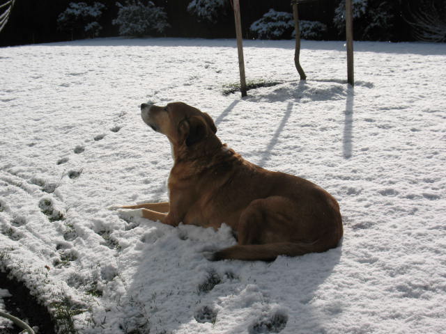 lydia_backyard_snow2